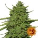 Amnesia Lemon - Barney's Farm